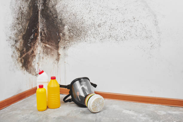 Best Mold Remediation Services  in West Alexandria, OH