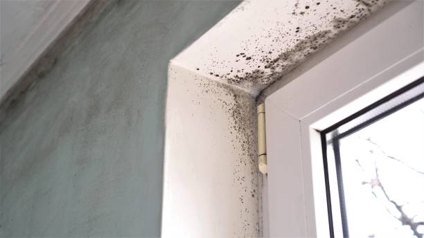 Best Mold Cleaning Services  in West Alexandria, OH
