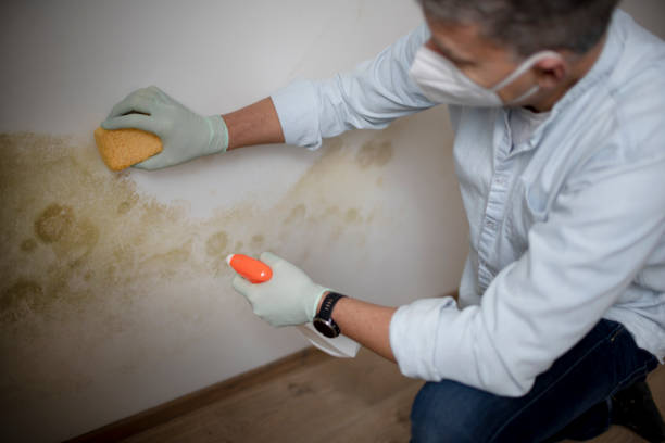 Best Mold Damage Repair  in West Alexandria, OH
