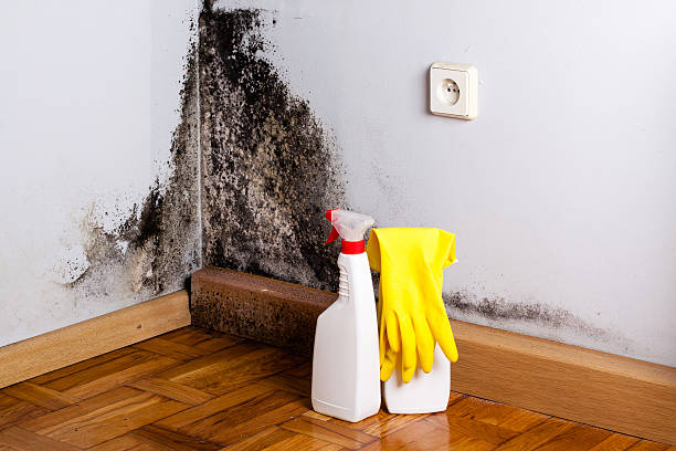 Office Mold Removal Services in West Alexandria, OH