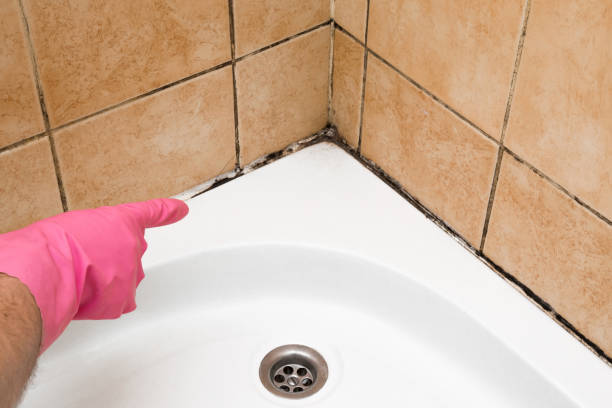 Best Certified Mold Removal  in West Alexandria, OH