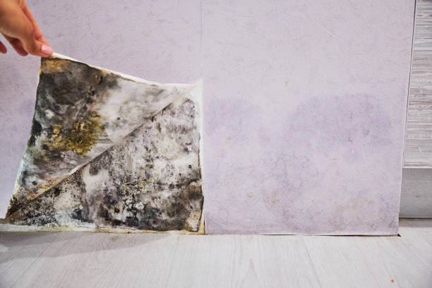 Best Local Mold Removal Service  in West Alexandria, OH